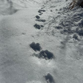 うさピョン🐇のトレース