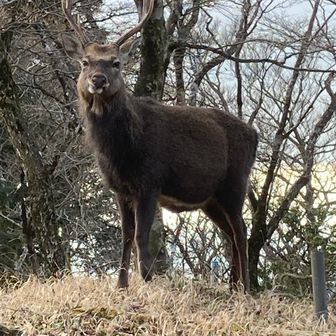 おにくだいすけ