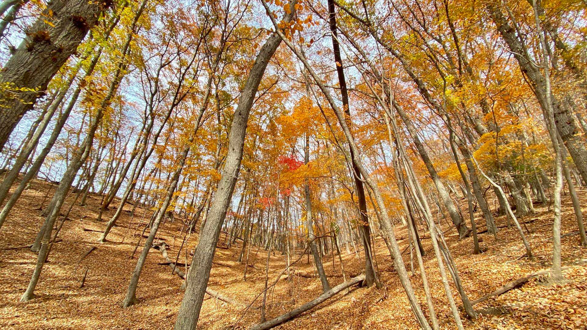 谷急山 周回コースの写真