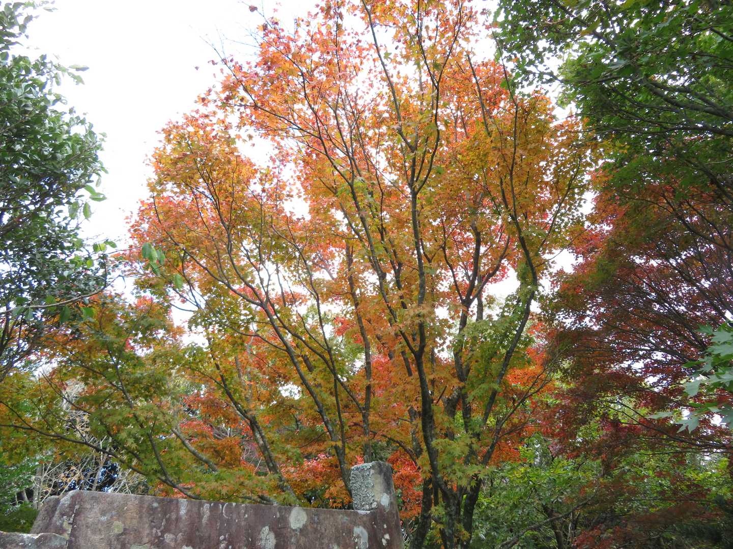 山頂の紅葉