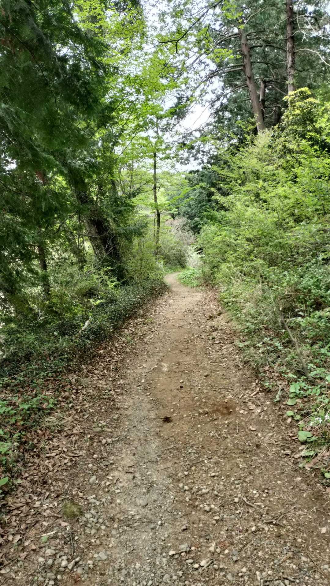 この道の感じ、すごく良かった🌿✨️
