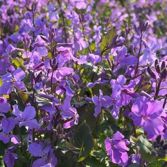 叶花集会所前に車🚙を停めて山歩きスタート。道中には沢山のゴウダソウ