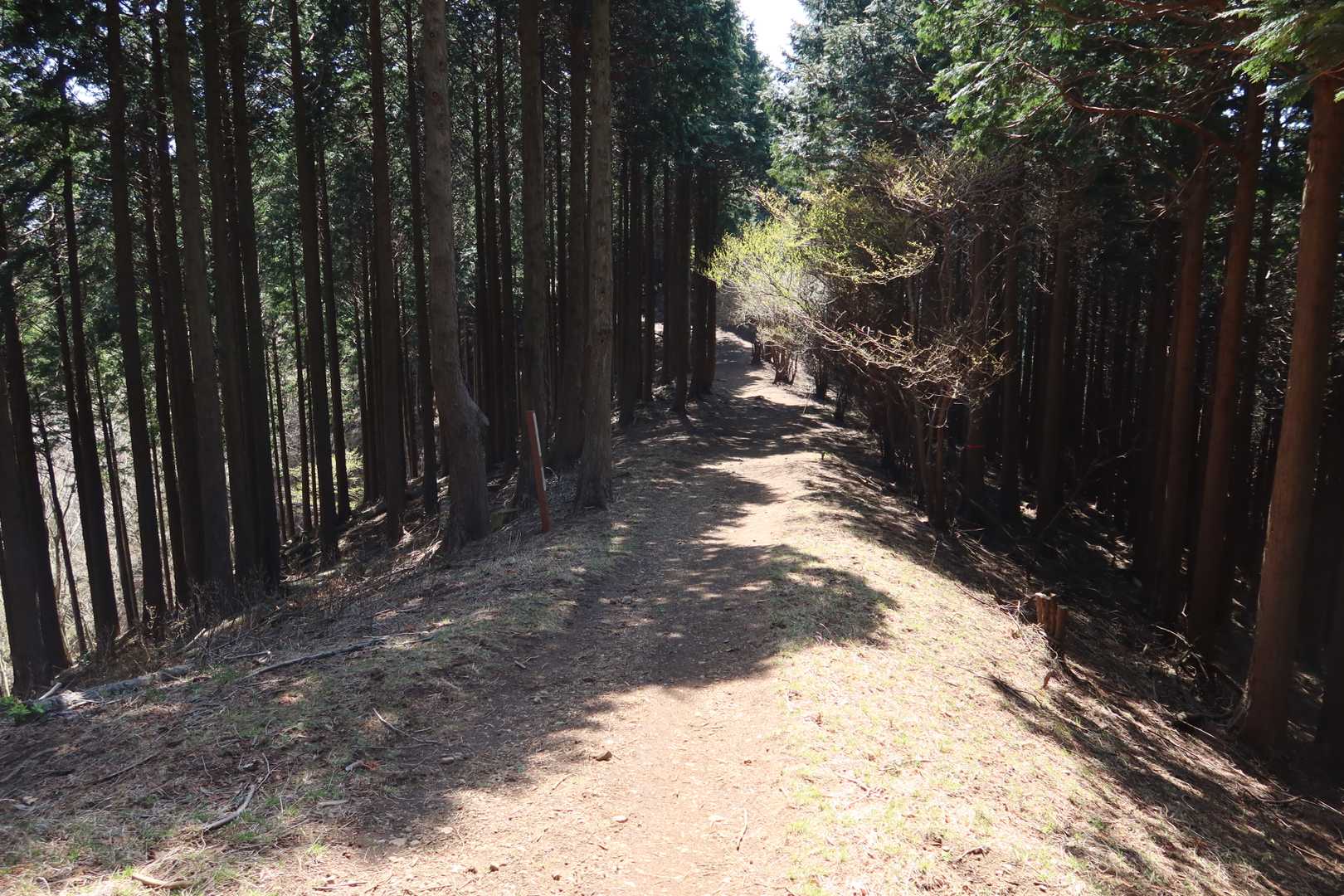 尾根に出ました
大山を目指したいところですが、明日の山行予定を考えて体力温存、ピークハントしながら尾根を下り秦野駅まで戻ります