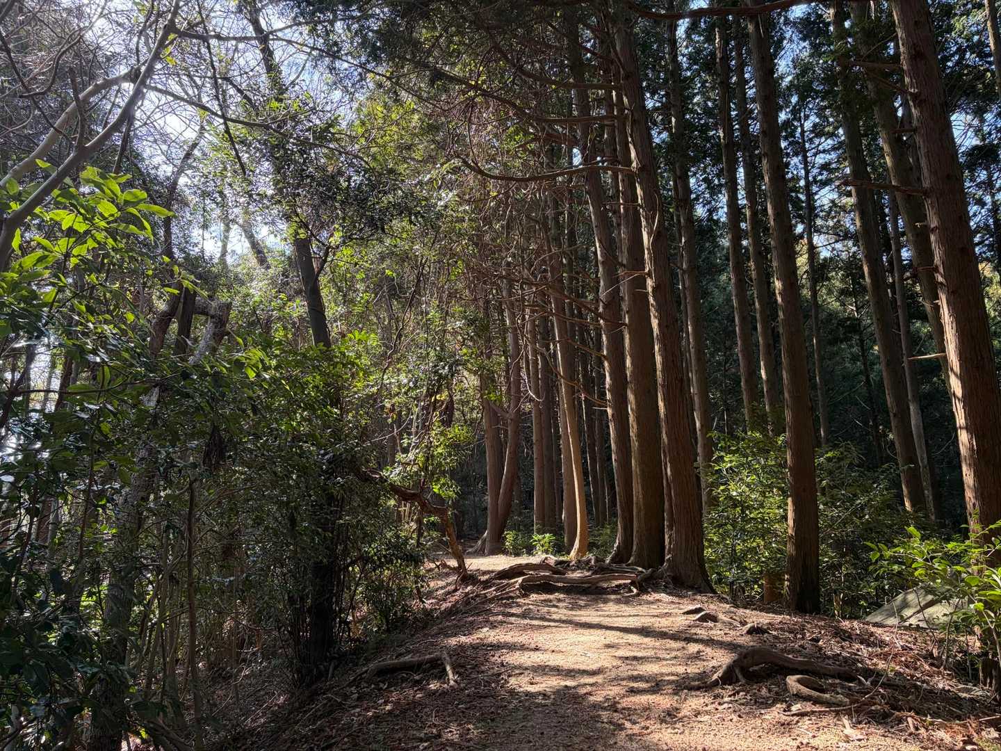 気持ちがいい山歩き🚶‍♀️