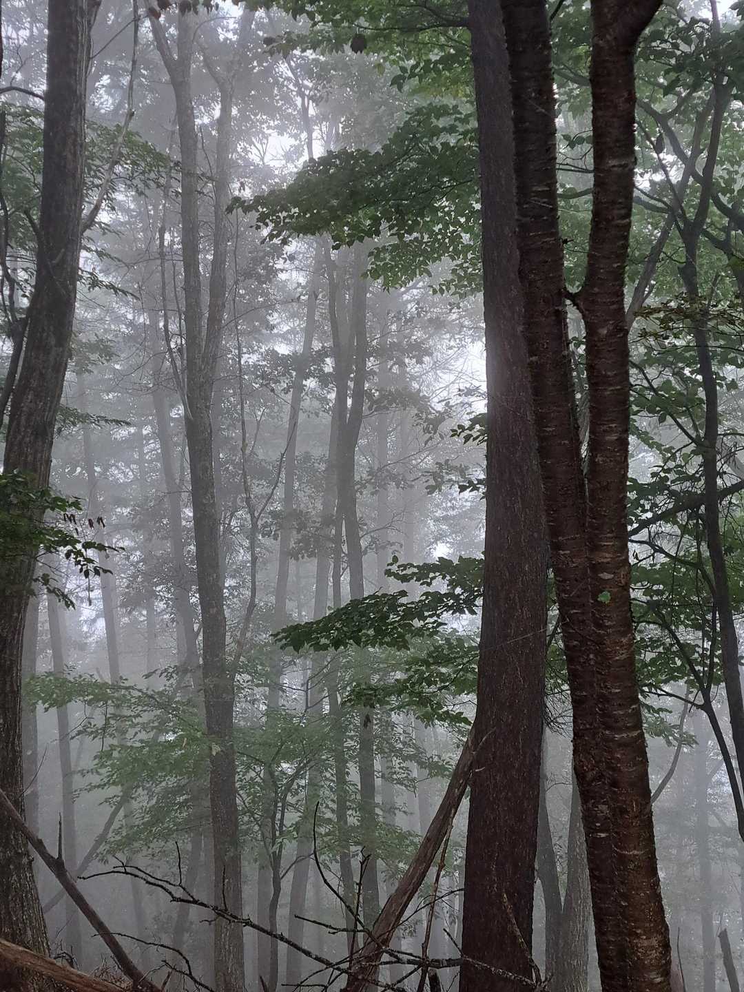 天気予報では曇り
景色を楽しもうとは最初から思っていなかったけど、朝霧が山を包み幻想的に・・・
これもまた一つの絶景だね(❁´◡`❁)