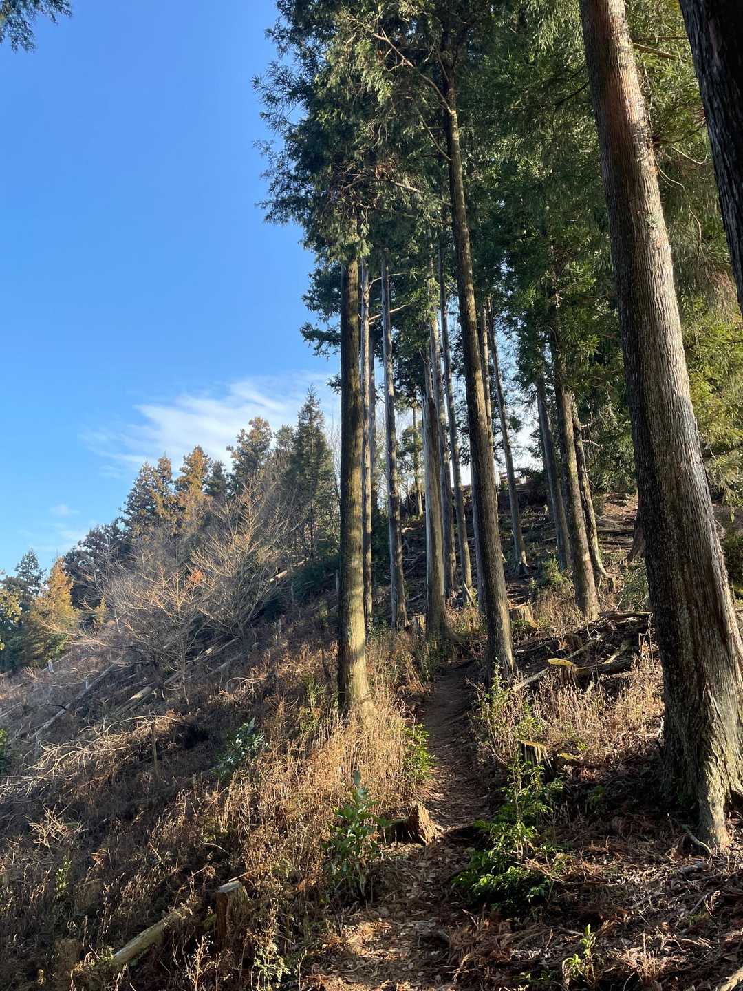 曇り予報から晴れてきたー☀️