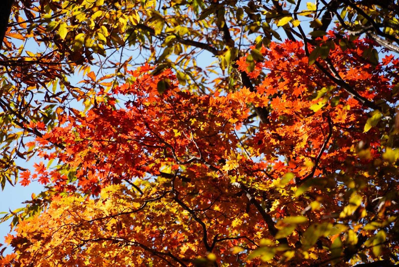 紅いモミジは、やはり映えますね。