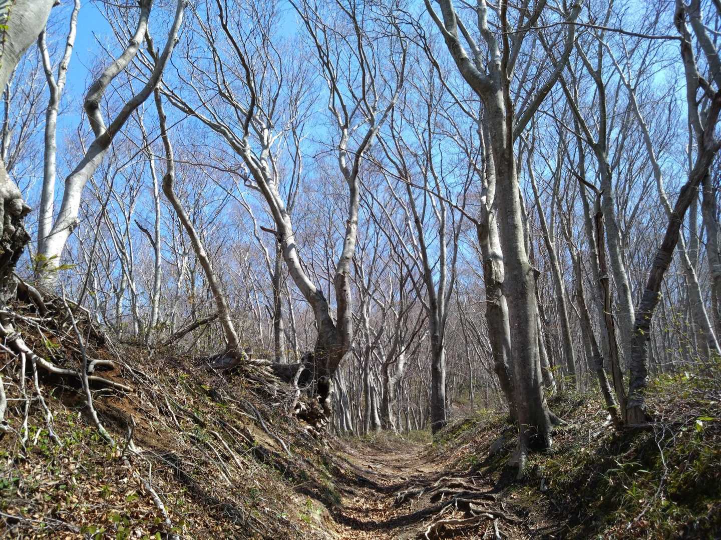 お山かけコース登山道入口-赤神神社 五社堂-本山 往復コースの写真