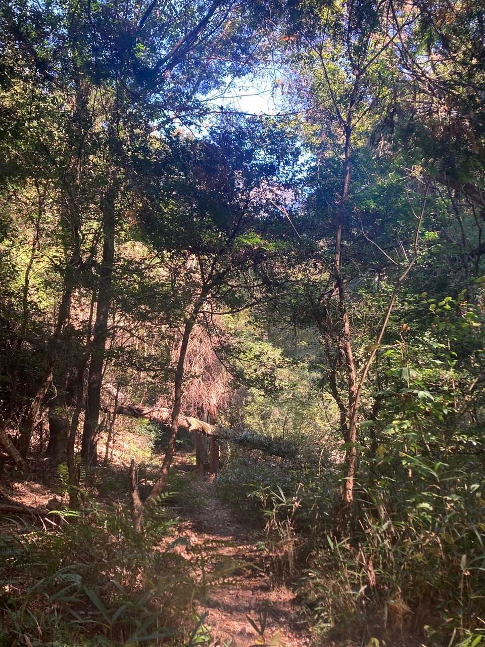 桐谷坂峠-向山-須衛山 往復コースの写真