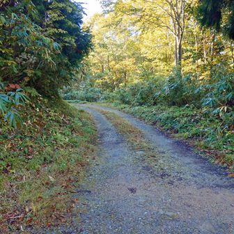 駐車場までの道。御覧の通りの狭い未舗装路。またYAMAPの地図にあたかもこの付近にトイレがあるかのように書かれているが，実際には存在しない。トイレがあるのは未舗装路が始まってすぐの場所である。