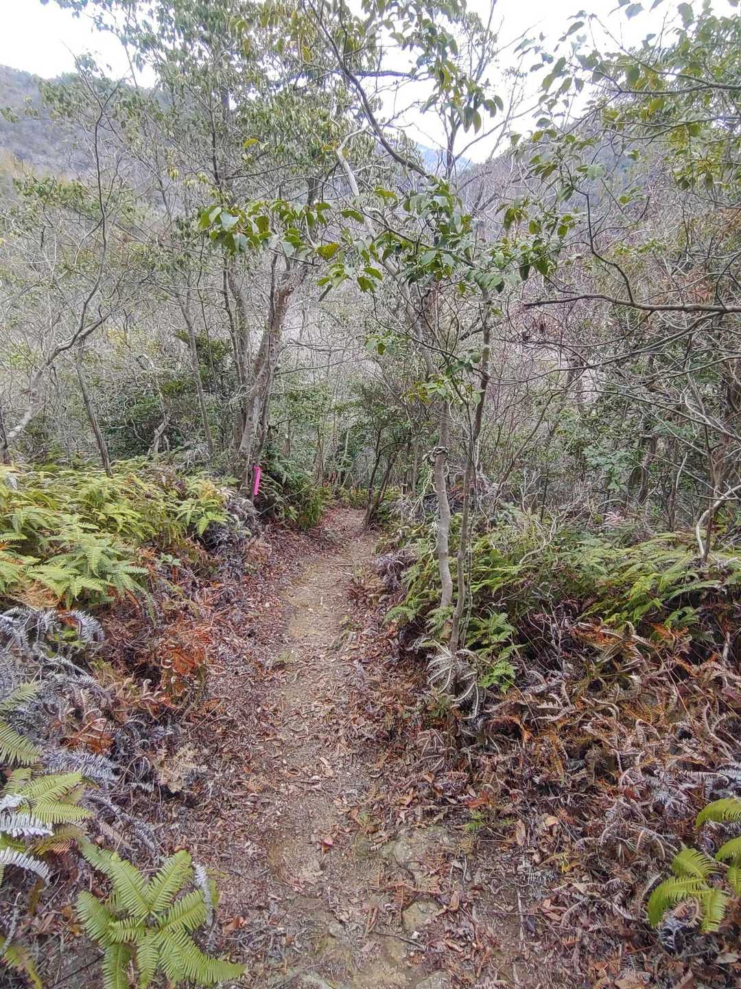 とんがり山-峰相山 縦走コースの写真