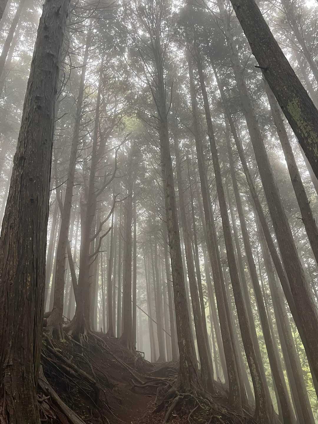 加入道山 往復コースの写真