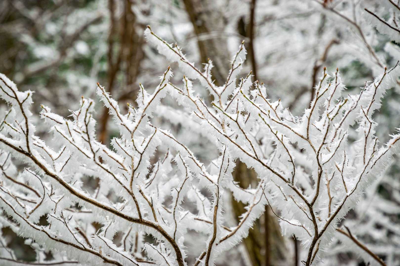 霧氷がキレイ