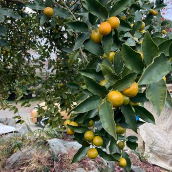 おまけ！

民家のキンカン🍊
塗るものなのか、食べるものなのか🤔