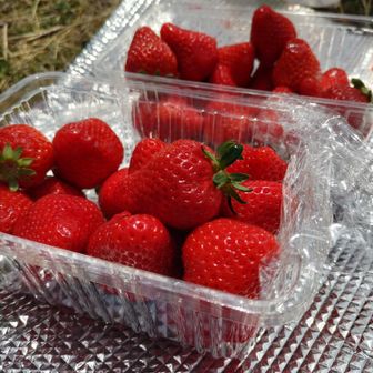 🍓苺（あまおう）の差し入れ…冷たいしメッチャ美味しかった！