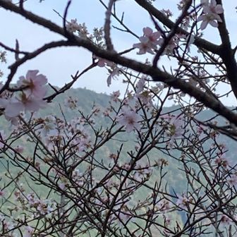 桜🌸　十月桜？