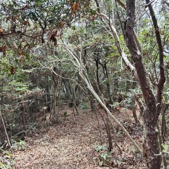 天登山への縦走路が先に続いている
途中で右足首をちょっと捻ってしまい 引き返す事にしました