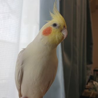にっしー