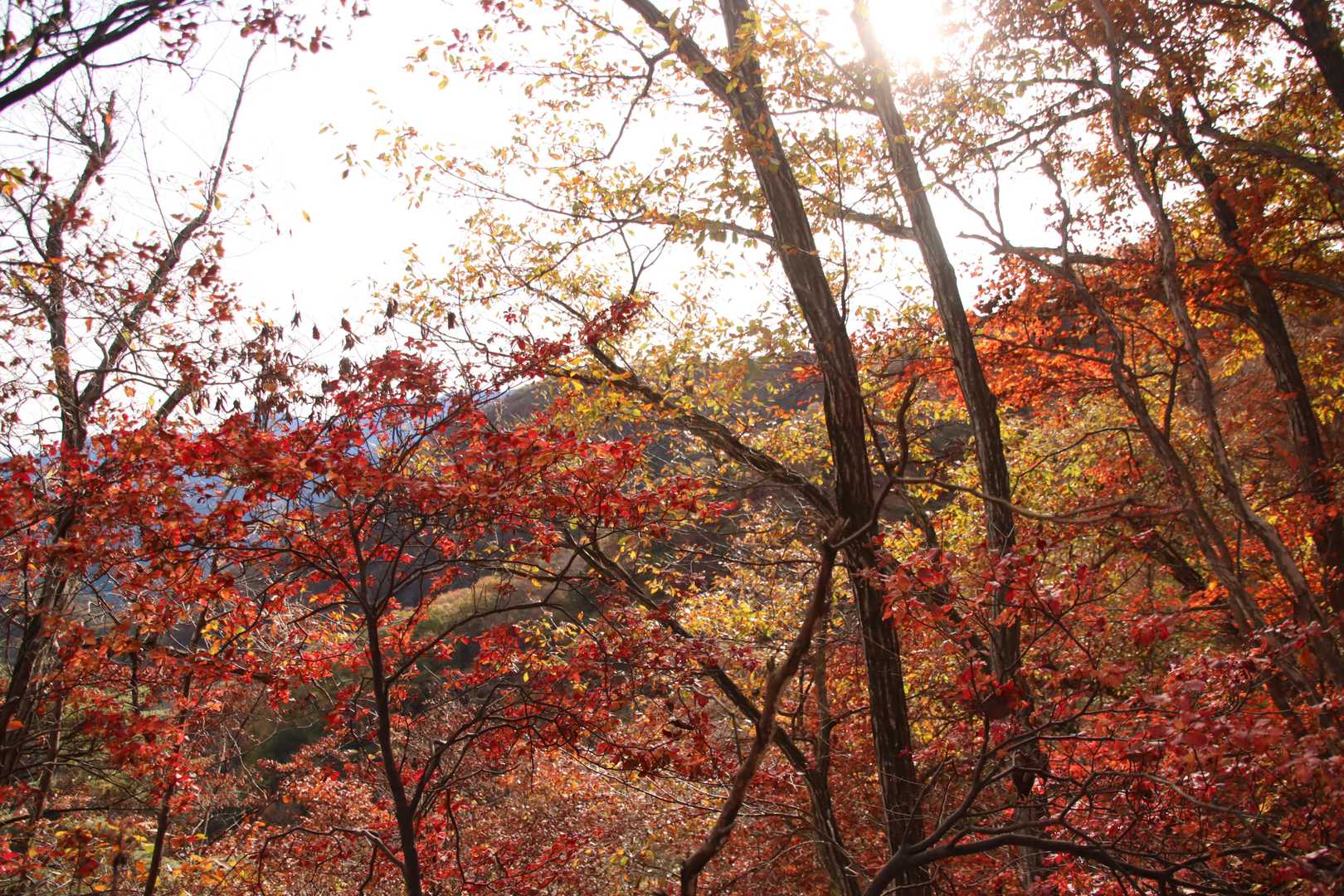 紅葉の景色[峠～見晴台分岐]
