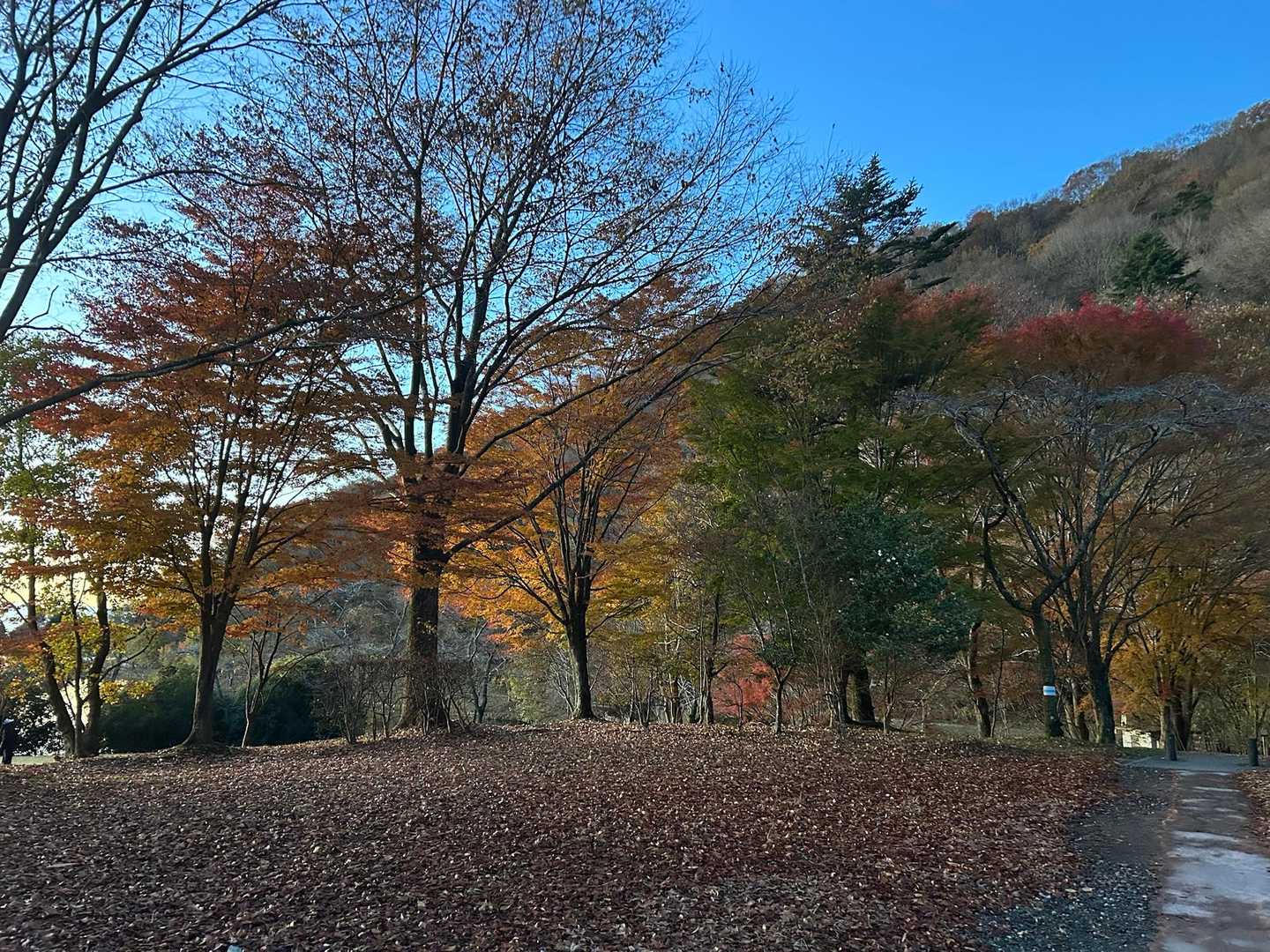 二週間前位が紅葉の見頃だったのかな？