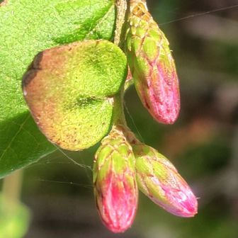 コウヤボウキの蕾