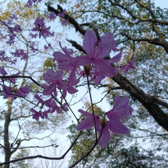 ミツバツツジ①