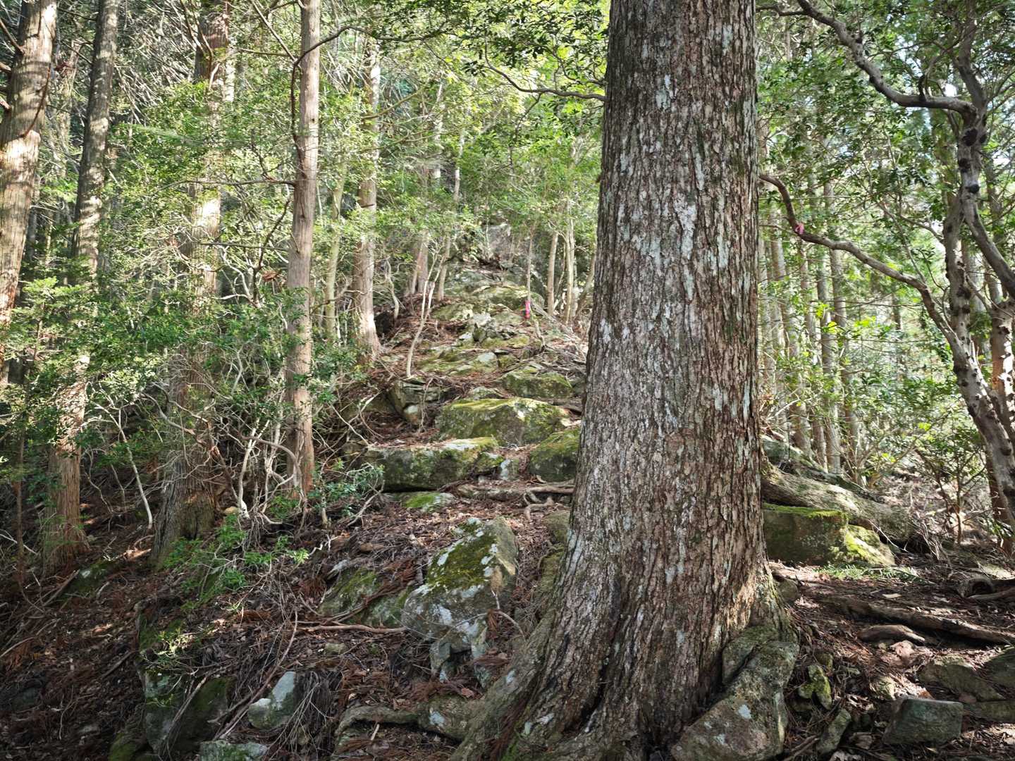 平山明神山 往復コースの写真