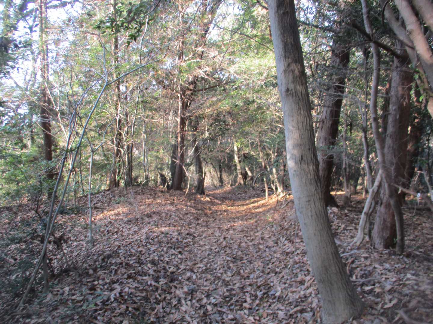 日岡山-蒲生山 往復コースの写真