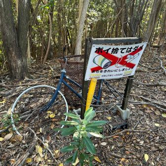 唐突にこの案内と🗑️
この先は、歩きにくくはないけれど、どこが道なのかはっきりしないという感じになります。