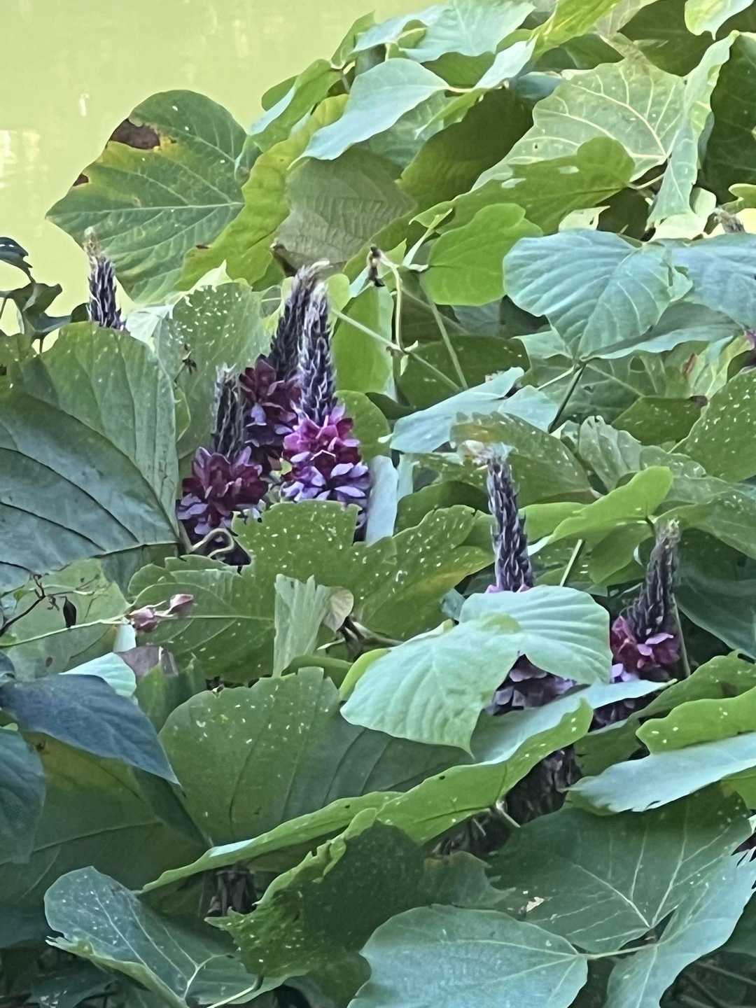 クズの花の良い香りが漂う中🌸スターティン🍎
