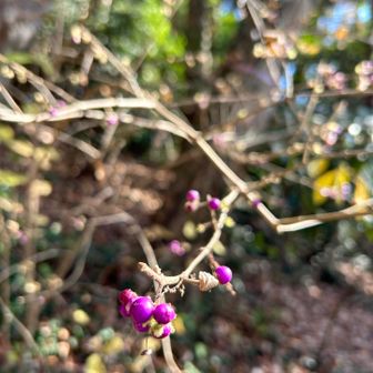 珍しい紫の実　ヤブムラサキらしい