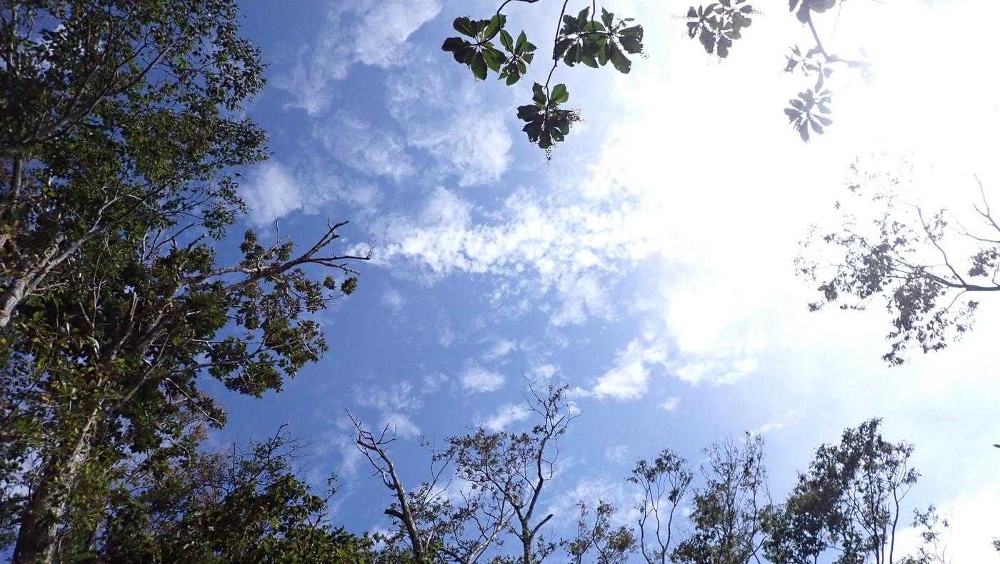 木が倒れたので、空が見えるように。