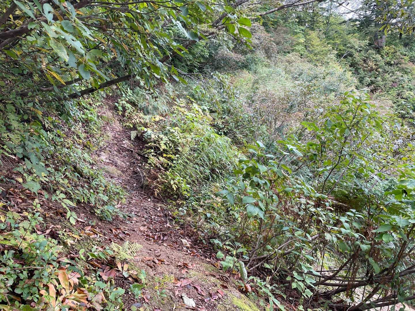途中のトラバースで結構、道が細いところがあります。注意⚠️