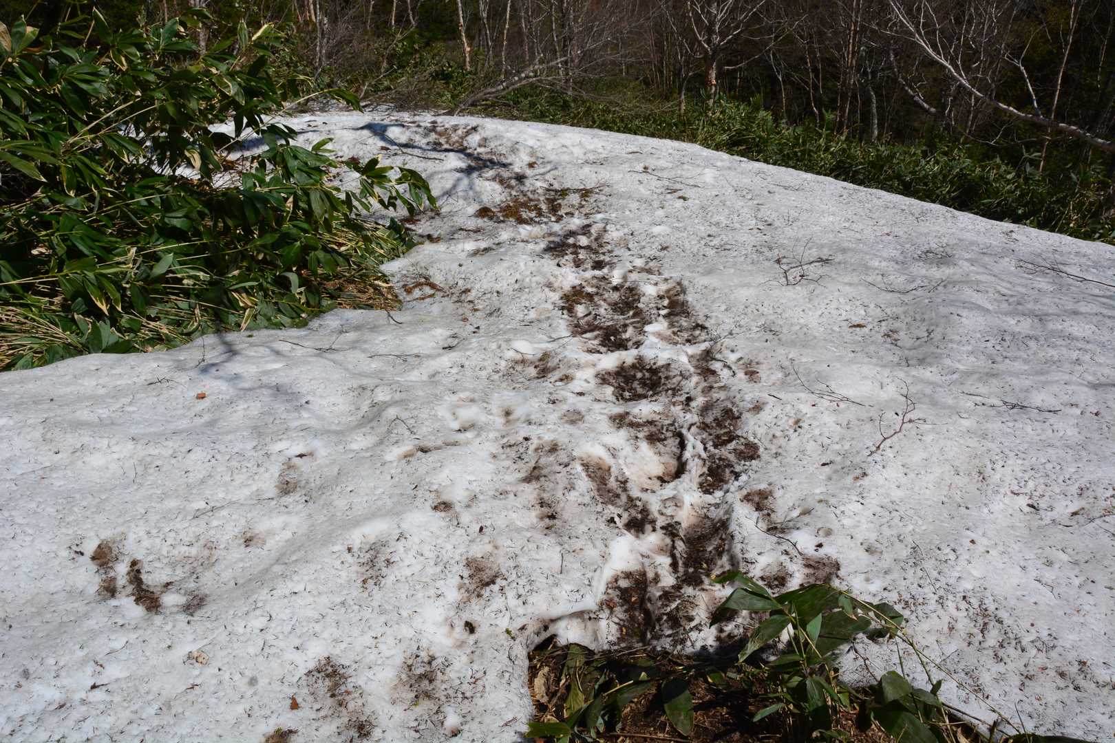 白砂山山頂まで、雪原の渡渉？が何カ所かありました。
どこも短いので、チェーンスパイクは不要だと思います。持って行かなかった。
