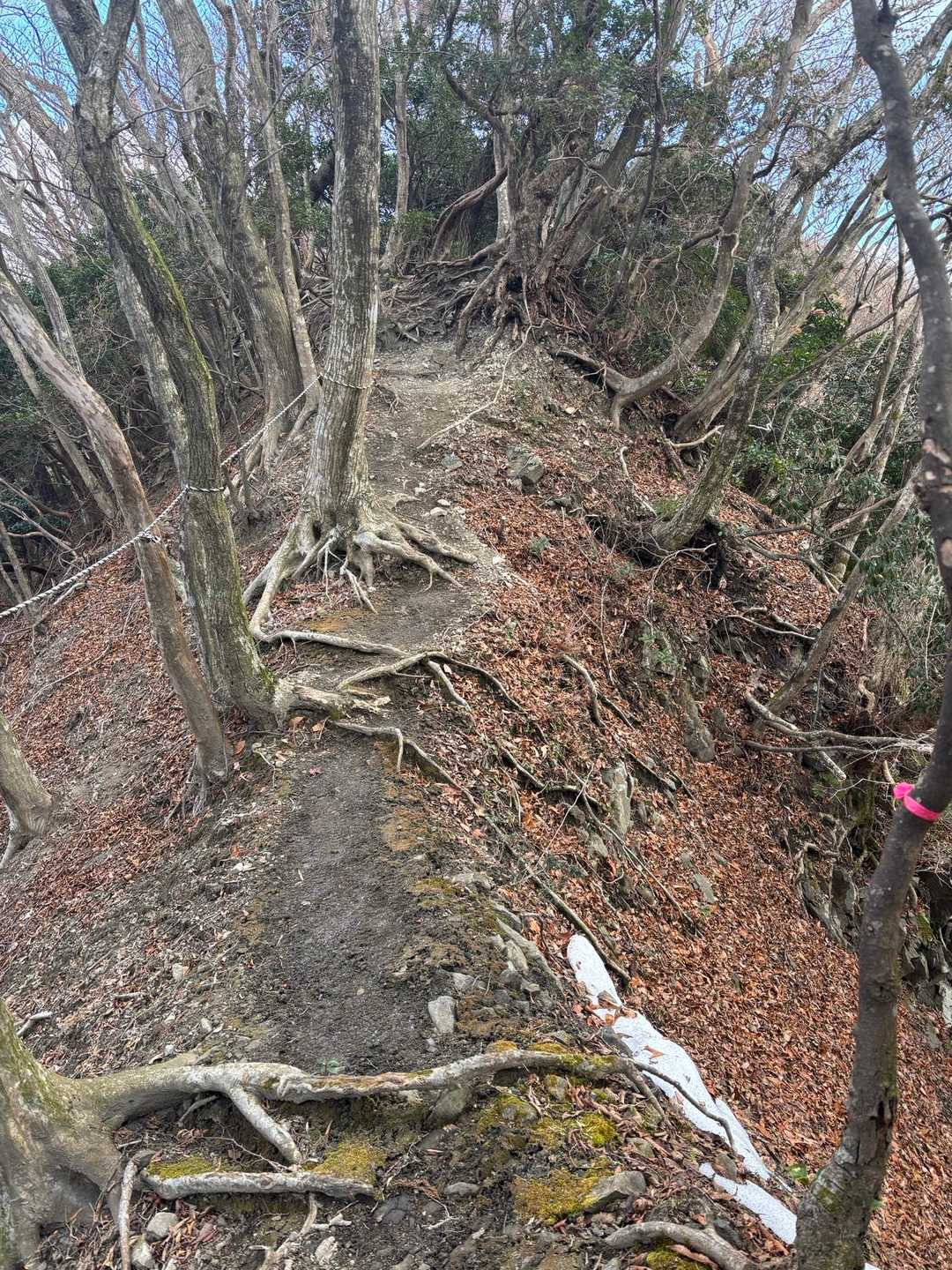 鈴鹿っぽい細尾根