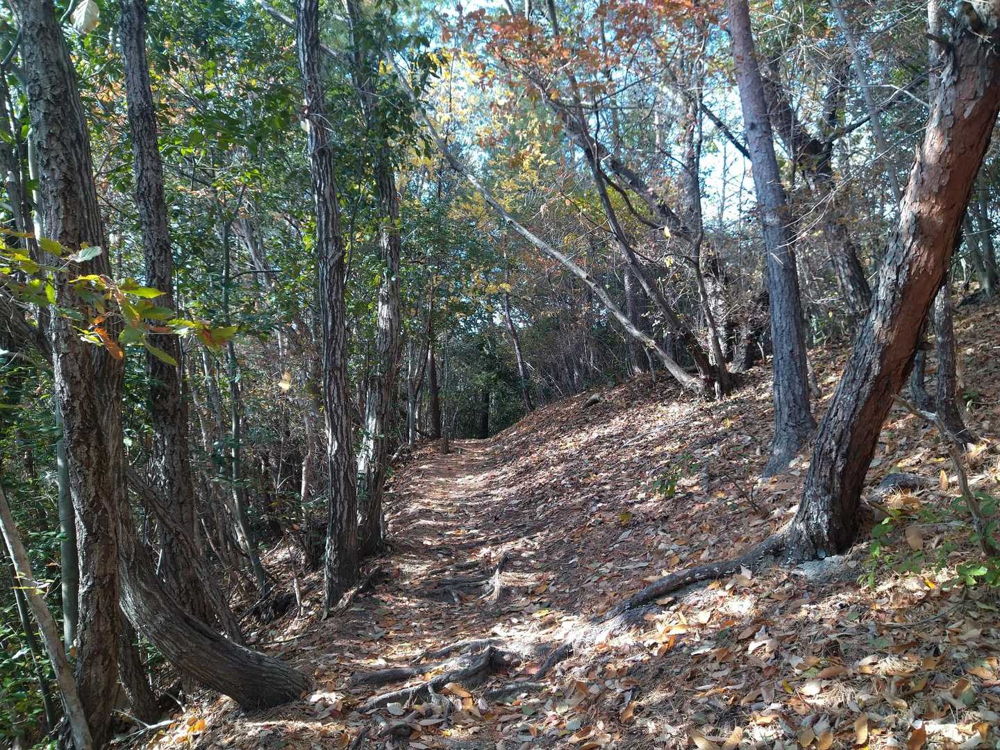 登山道は良く整備されていて快適🎶