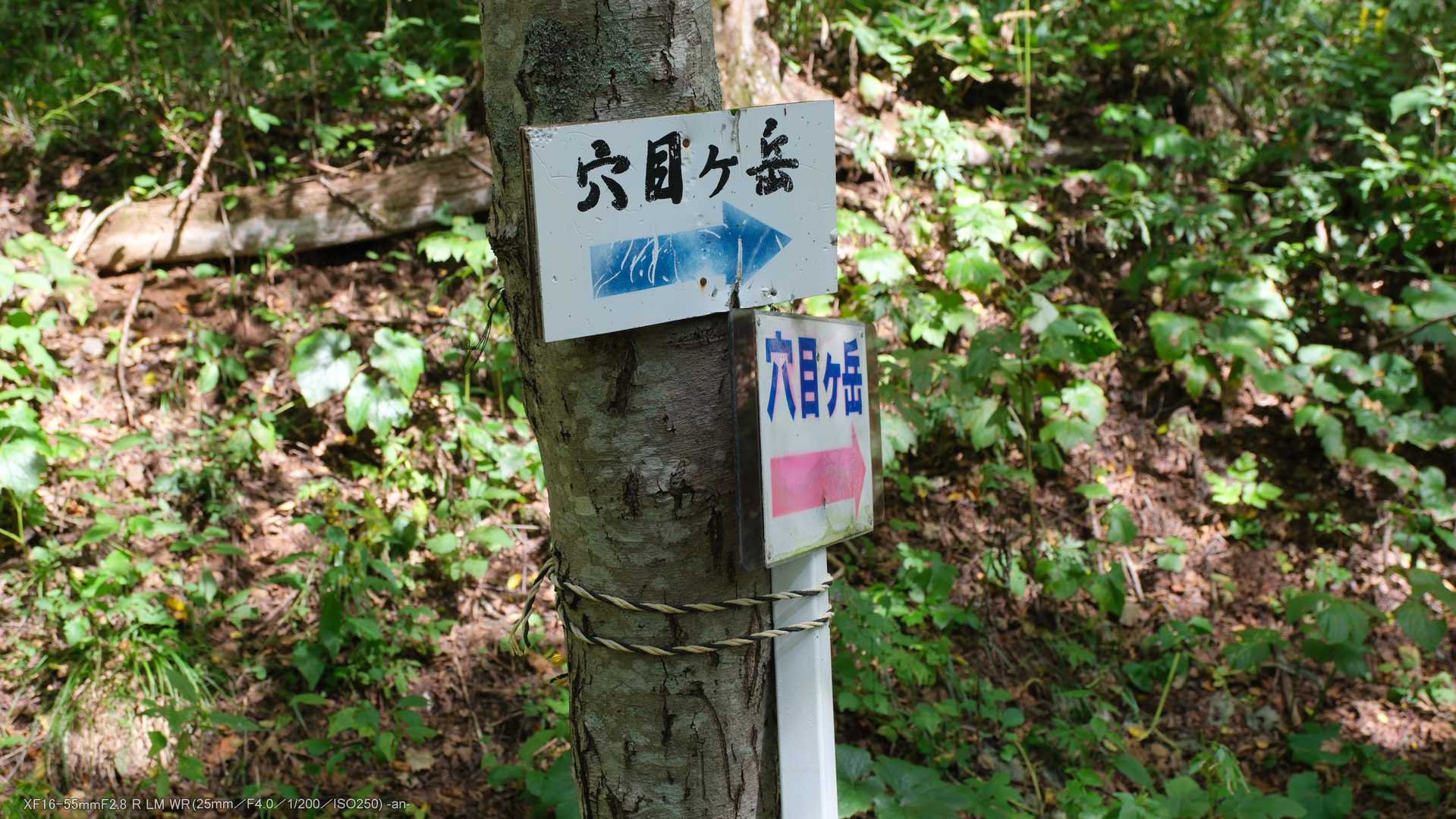 穴目ヶ岳 往復コースの写真