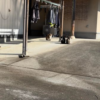 下山ルートで民家の庭先を通ったらお猫様がいらした。