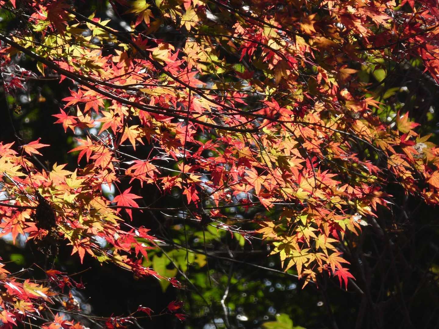 鬼越山に向かう途中の紅葉