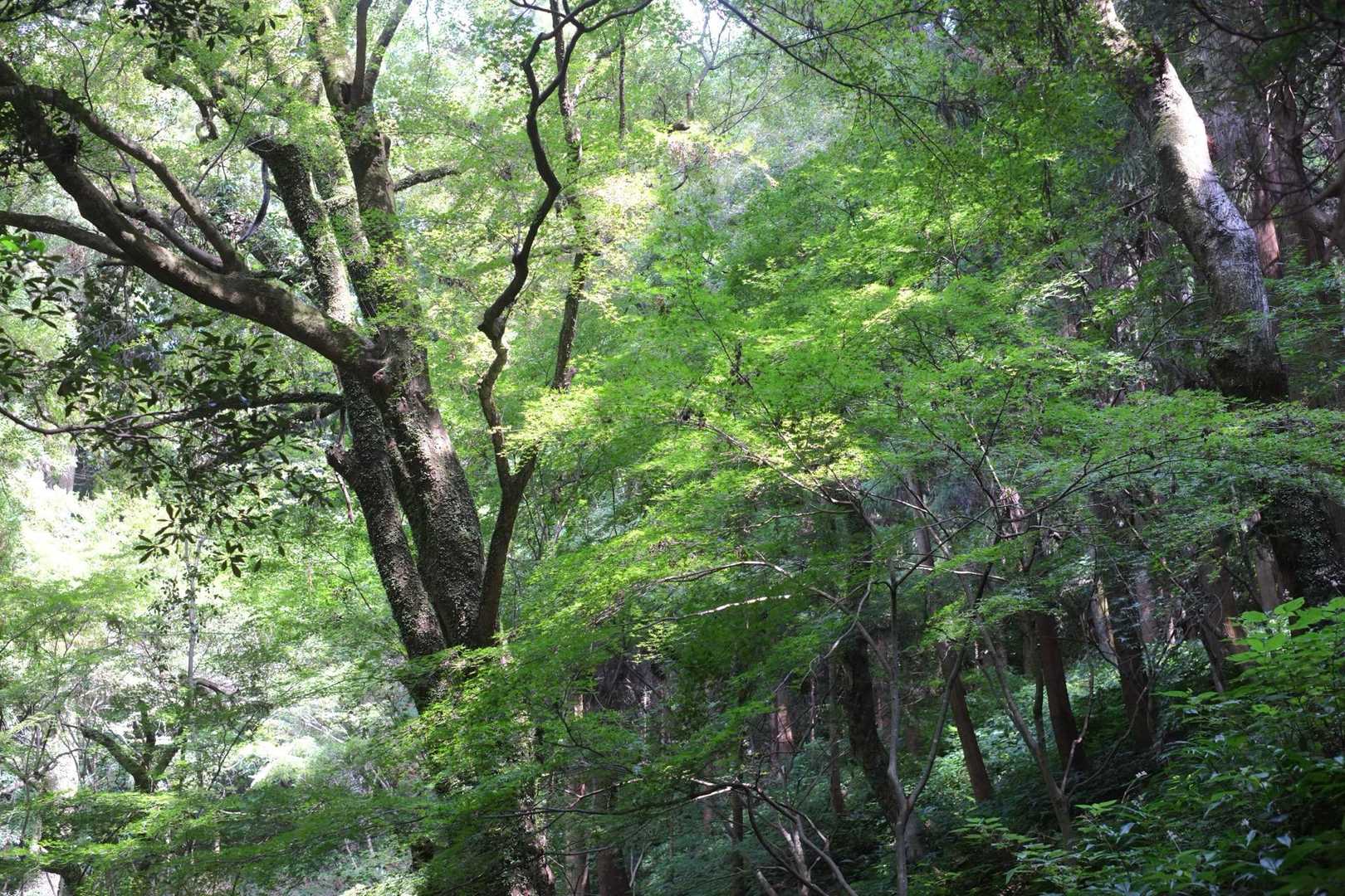 紅葉の緑がまだまだ綺麗🍁
