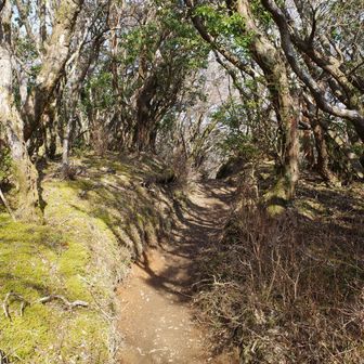 アセビのトンネル