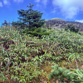 小岳への分岐
行きたいけれど、時間がない。