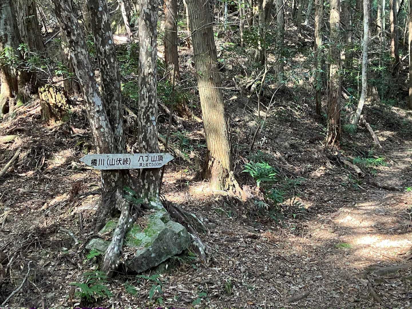 だいぶ上がってきました
標識があります
山頂は右へ
登山口での説明にあった橘川には左へですね