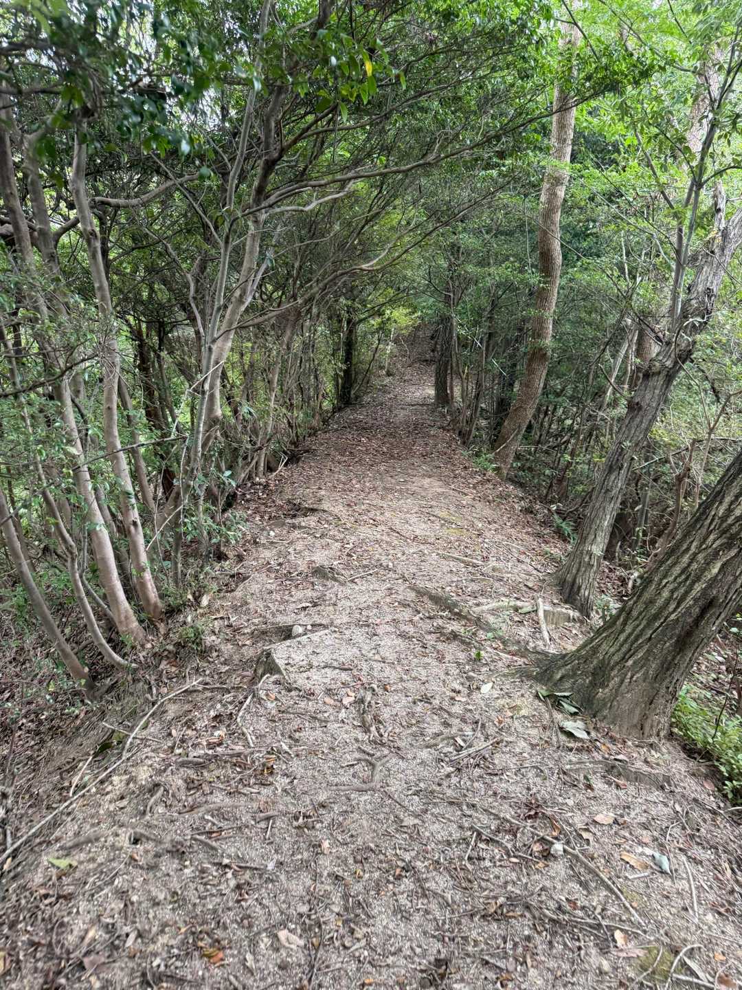 いい尾根道もありました！