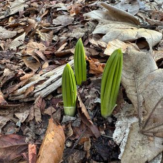 バイケイソウの芽。
(猛毒。加熱しても毒は消えません😊)