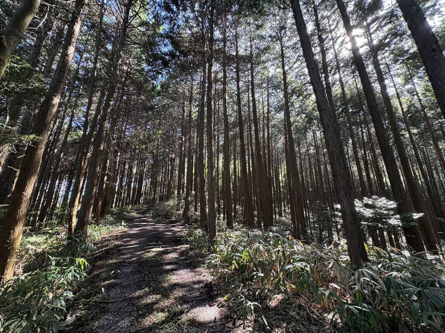 どんどん林道を登ります🌲