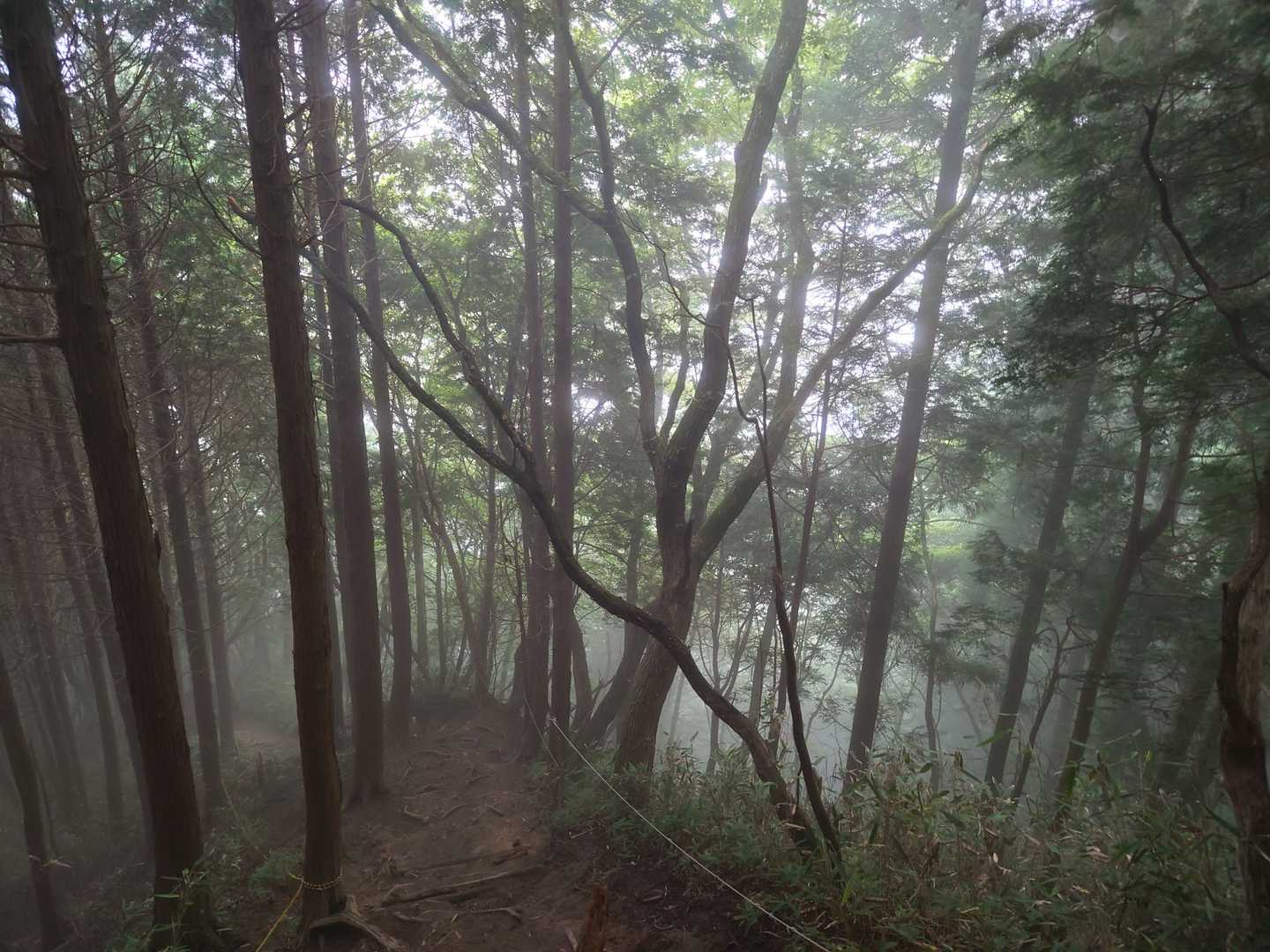 小雨の中、急いで下山🤣。
気を付けながら先輩の山友さんと下山します。
霧が動かないくらい無風です😵。蒸し暑い💦。