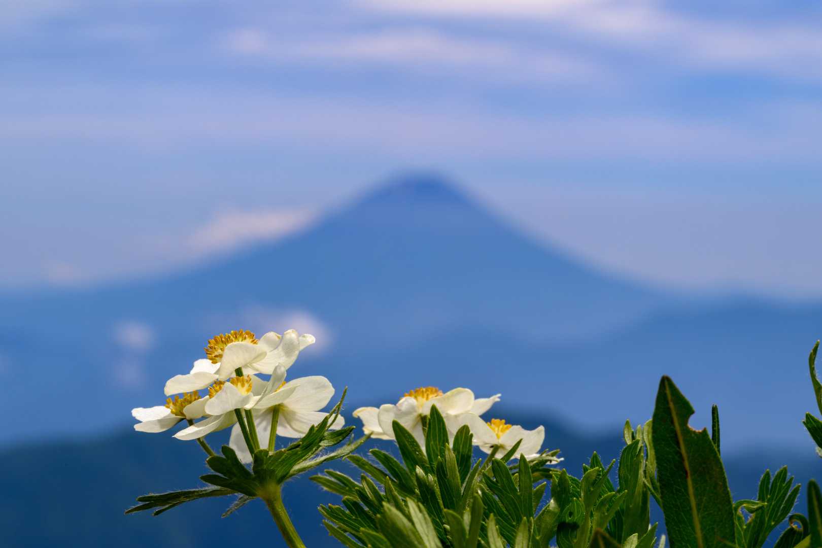 北岳に来ただけ。 キタダケソウぁ・・・😭 / びーの登山データ | YAMAP