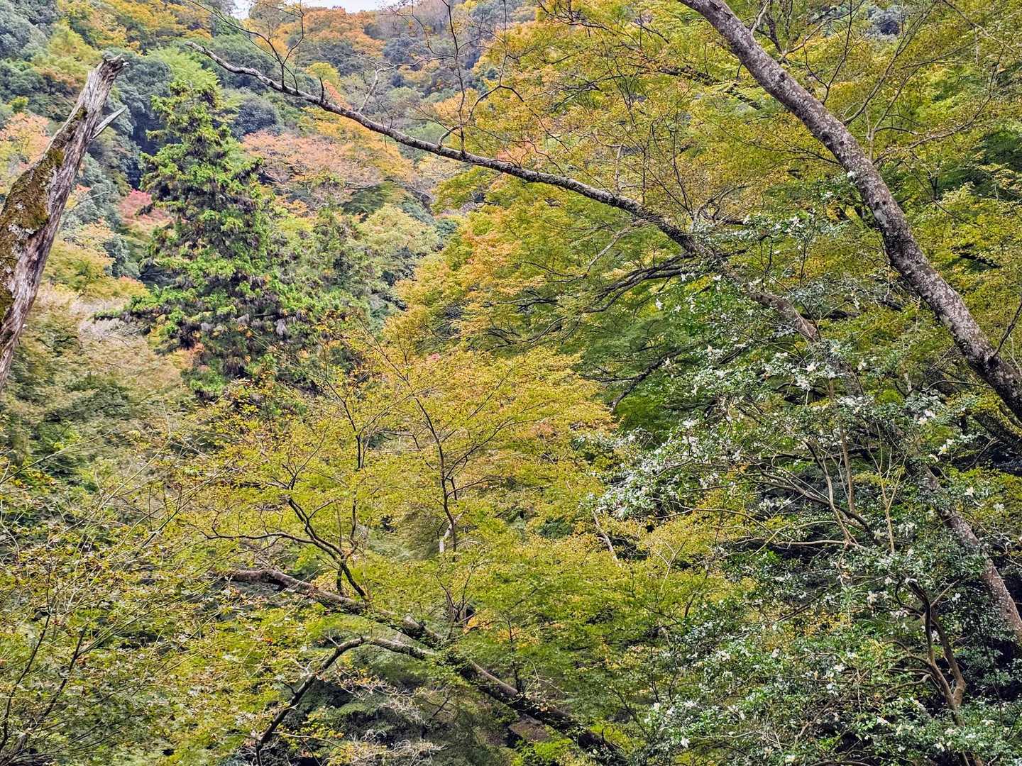 いつになるかなぁ🍁