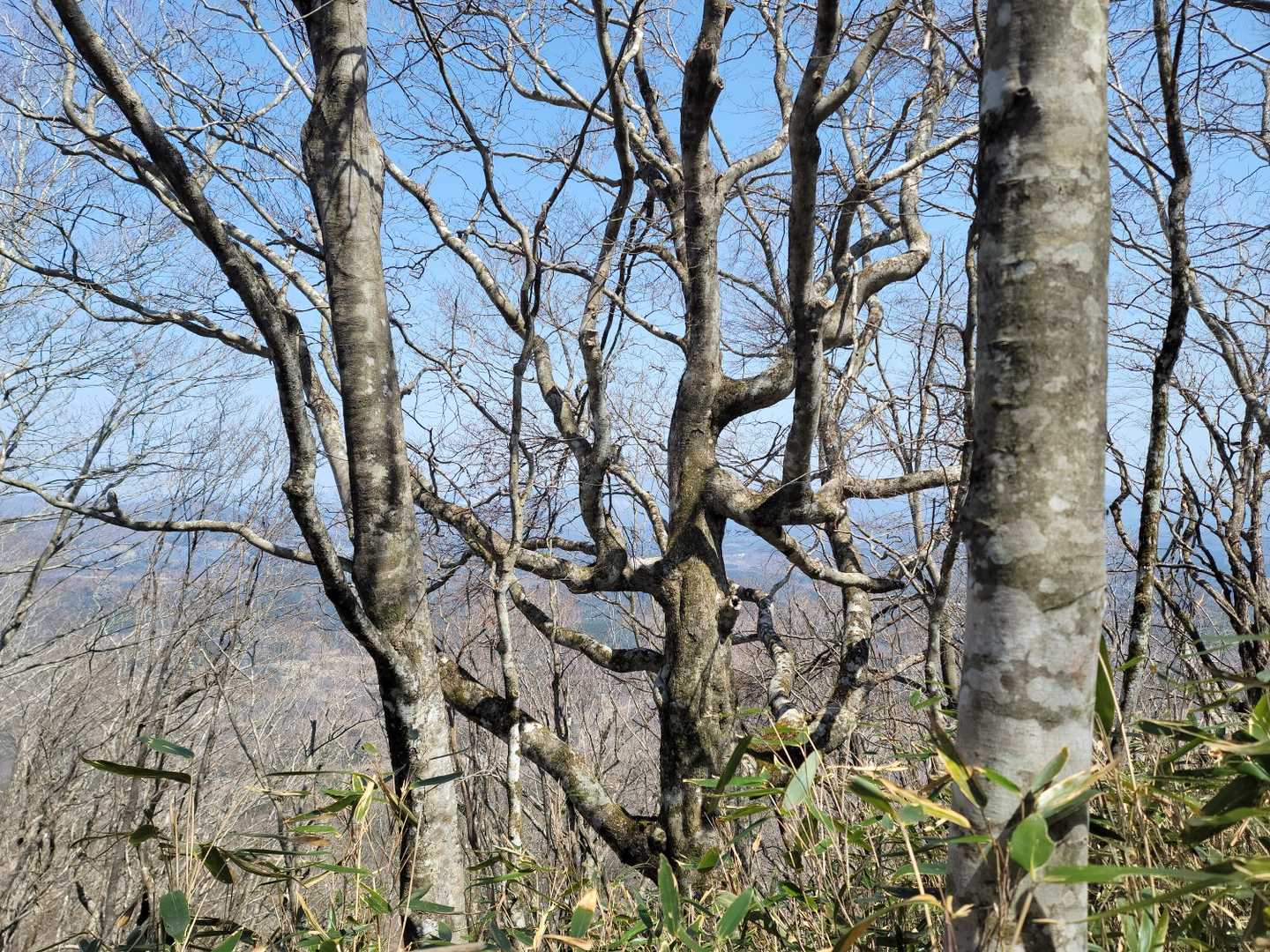 糠塚登山口-蓬田岳 往復コースの写真